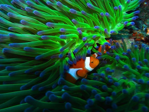 โลกใต้ทะเลไทย