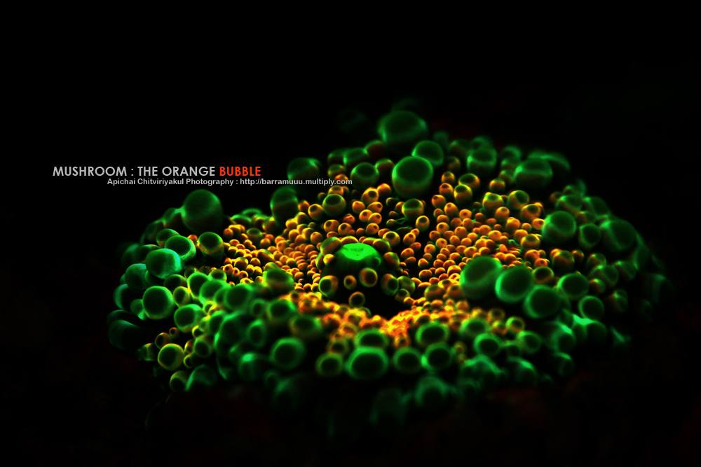 โลกใต้ทะเลไทย