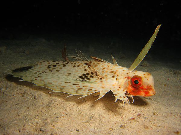 โลกใต้ทะเลไทย