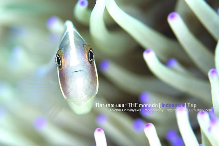 โลกใต้ทะเลไทย