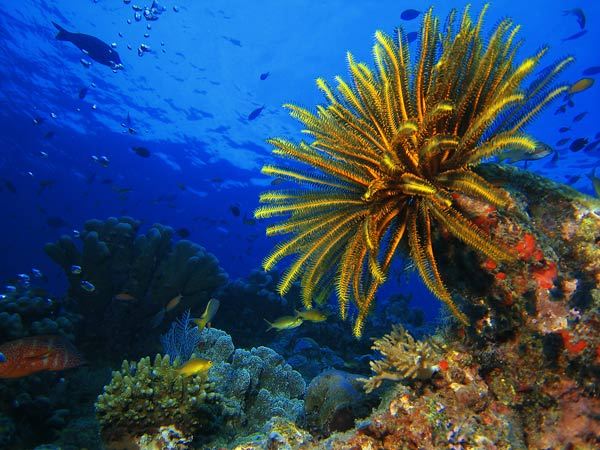 โลกใต้ทะเลไทย