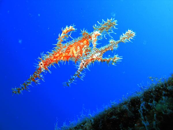 โลกใต้ทะเลไทย