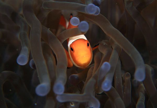 โลกใต้ทะเลไทย