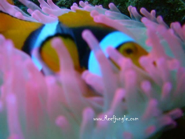 โลกใต้ทะเลไทย