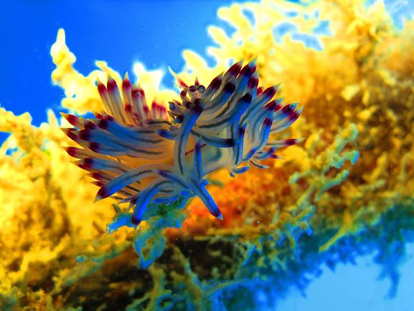 โลกใต้ทะเลไทย