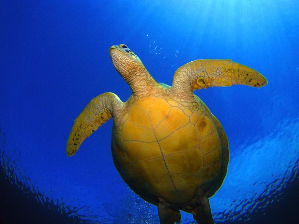 โลกใต้ทะเลไทย