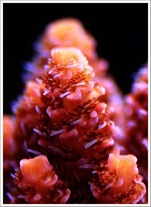 โลกใต้ทะเลไทย