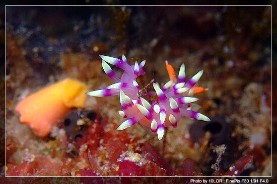 โลกใต้ทะเลไทย