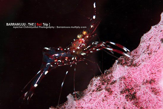 โลกใต้ทะเลไทย