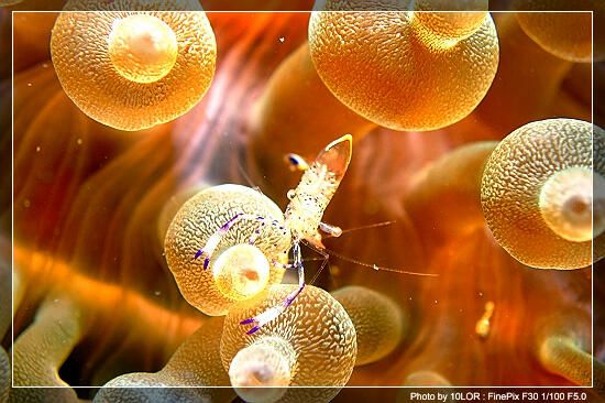 โลกใต้ทะเลไทย