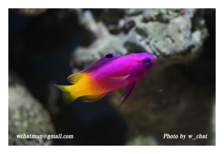 โลกใต้ทะเลไทย