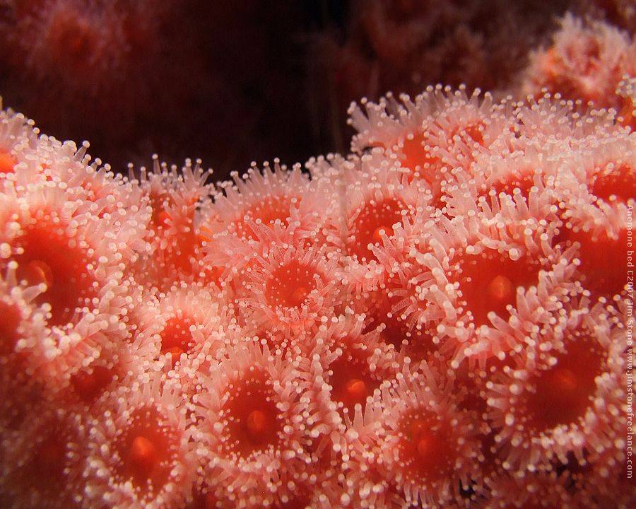 โลกใต้ทะเลไทย