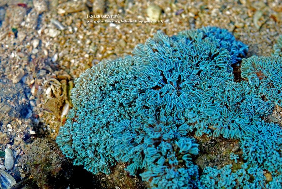 โลกใต้ทะเลไทย