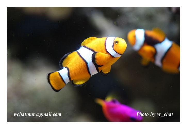 โลกใต้ทะเลไทย