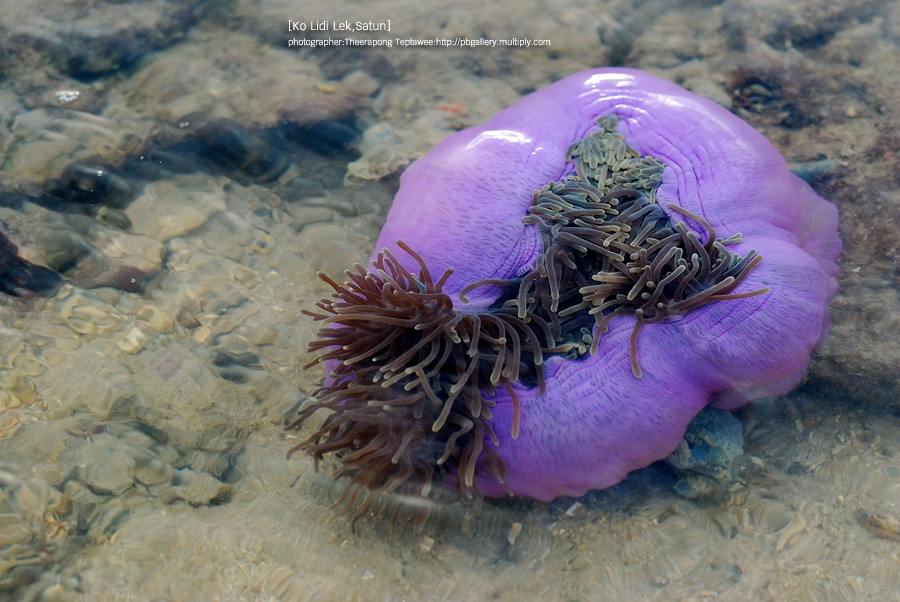 โลกใต้ทะเลไทย