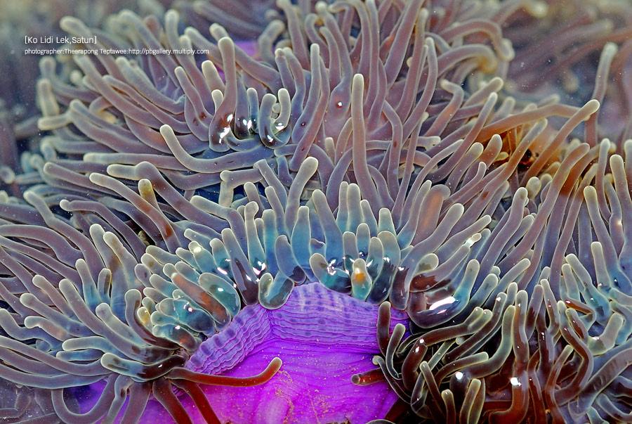 โลกใต้ทะเลไทย