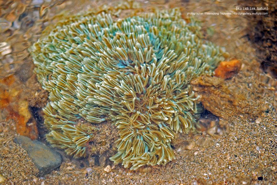 โลกใต้ทะเลไทย