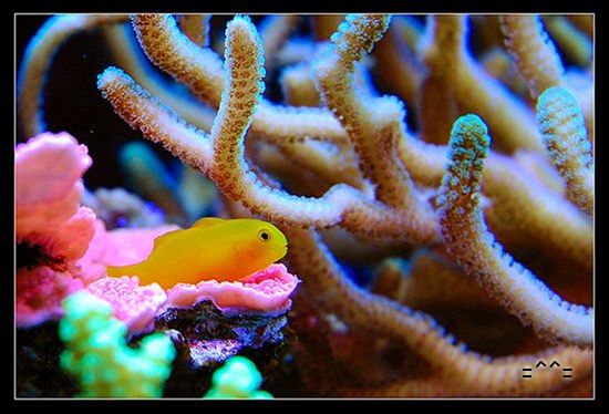 โลกใต้ทะเลไทย