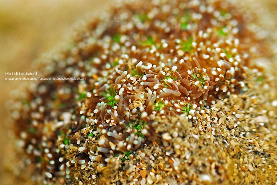 โลกใต้ทะเลไทย