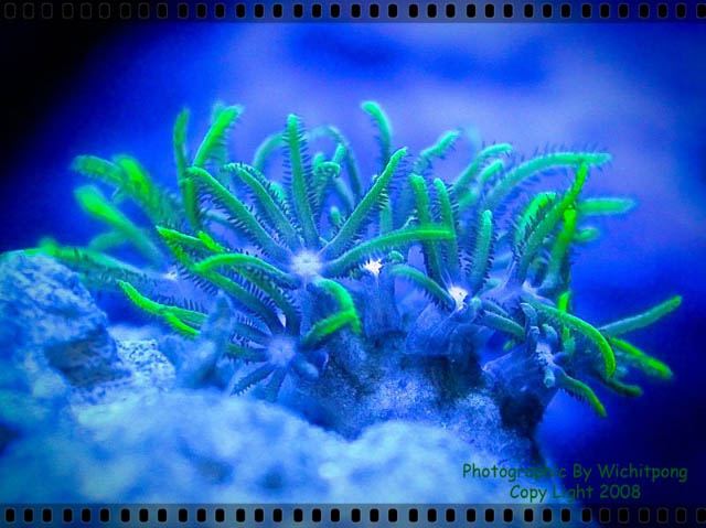 โลกใต้ทะเลไทย