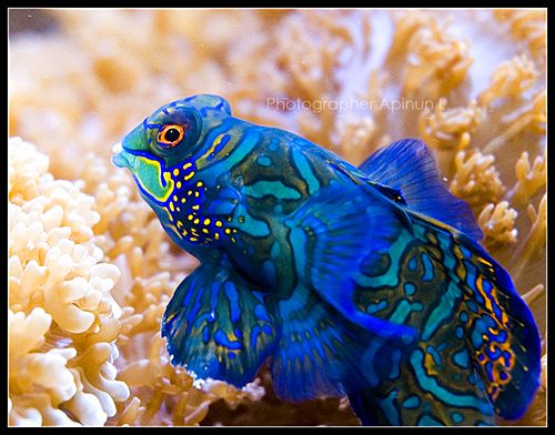 โลกใต้ทะเลไทย