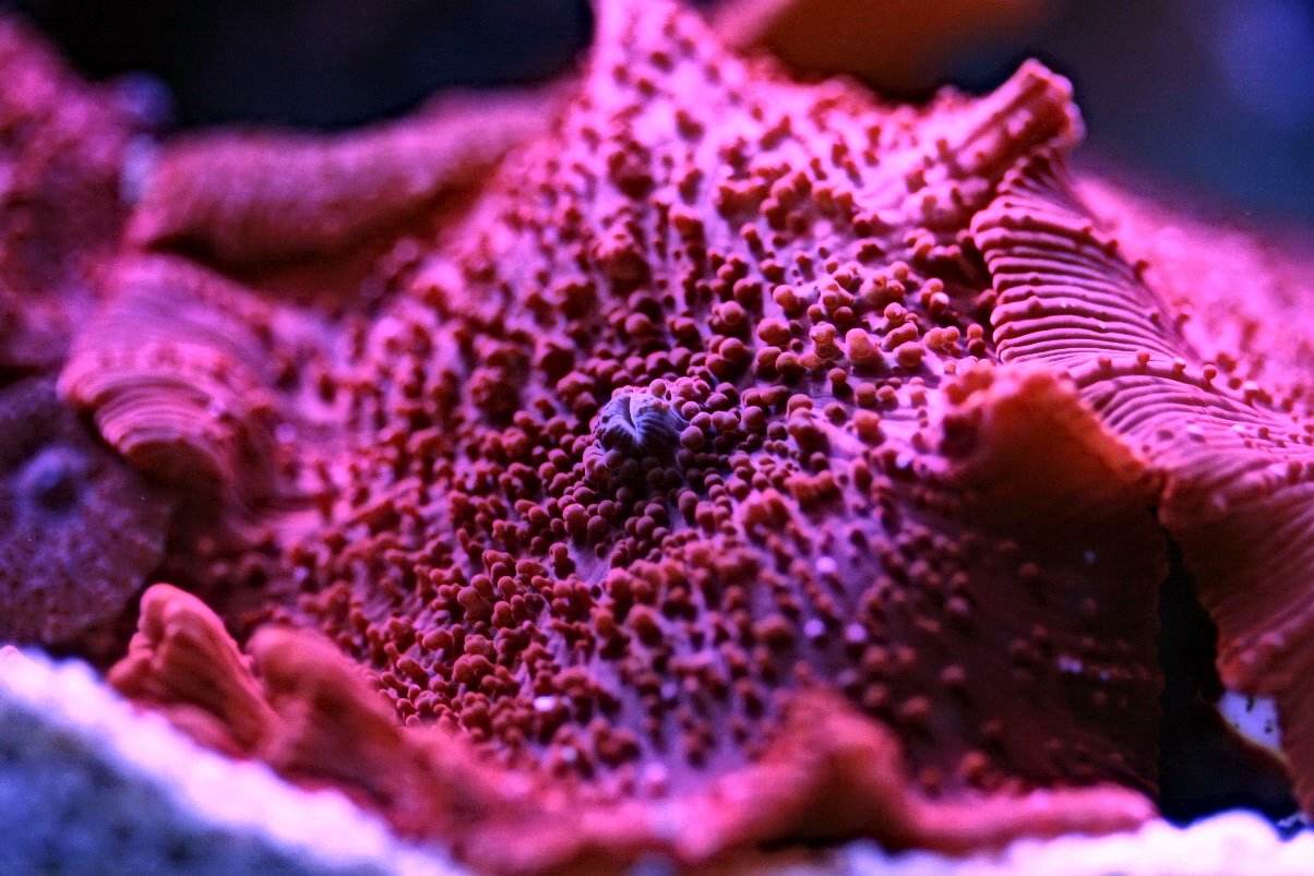 โลกใต้ทะเลไทย