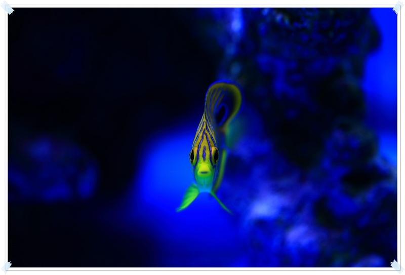 โลกใต้ทะเลไทย