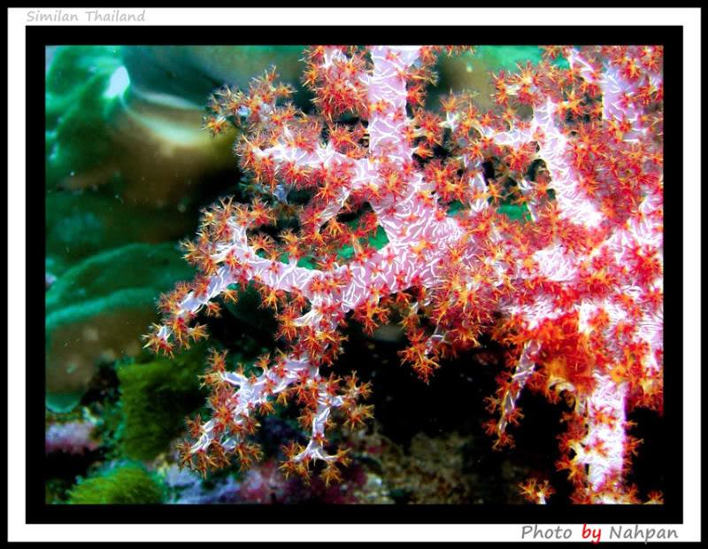 โลกใต้ทะเลไทย