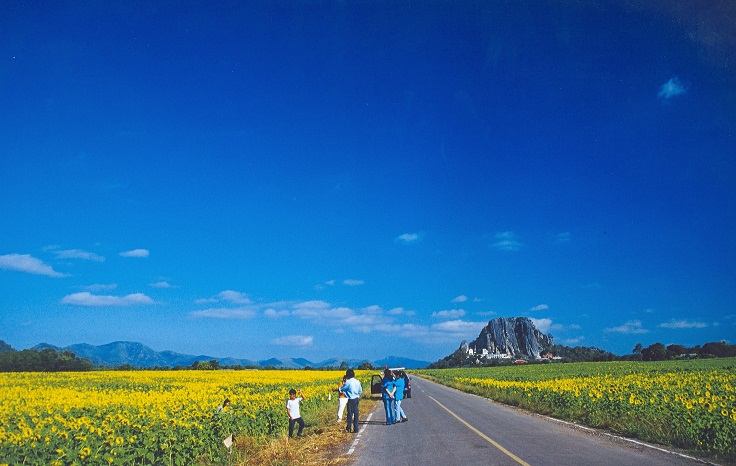 ทุ่งทานตะวันแห่งเมืองลพบุรี