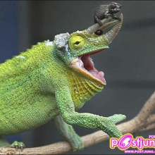 Panther Chameleon