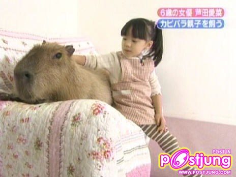 หนูยักษ์ คาปิบารา ที่บ้านคุณมีหรือยัง