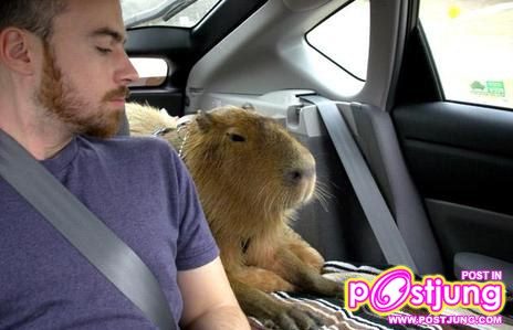 หนูยักษ์ คาปิบารา ที่บ้านคุณมีหรือยัง