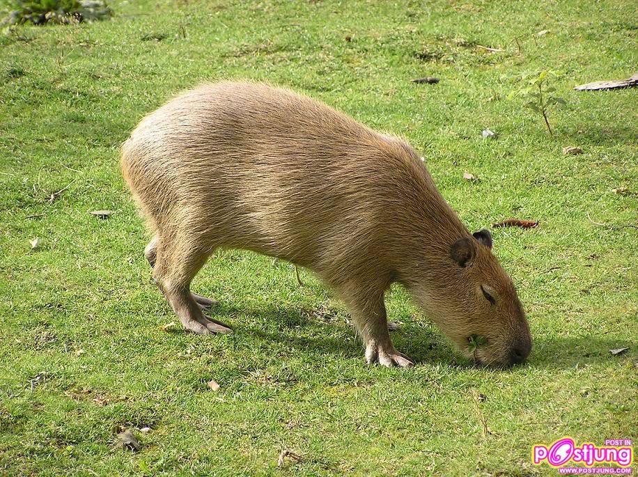 หนูยักษ์ คาปิบารา ที่บ้านคุณมีหรือยัง