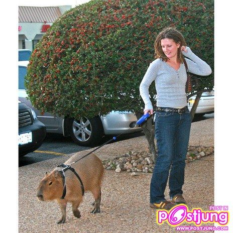 หนูยักษ์ คาปิบารา ที่บ้านคุณมีหรือยัง