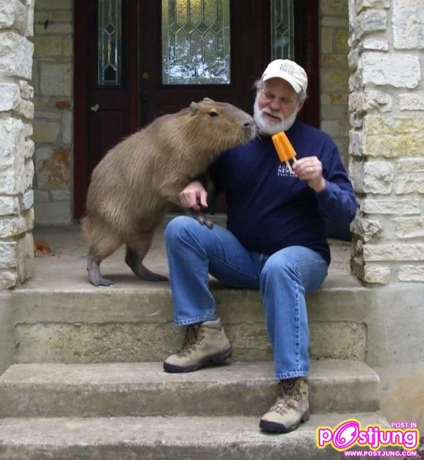 หนูยักษ์ คาปิบารา ที่บ้านคุณมีหรือยัง