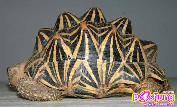 เต่าดาวอินเดีย