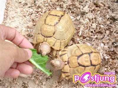 เต่าโกลเด้นกรีก