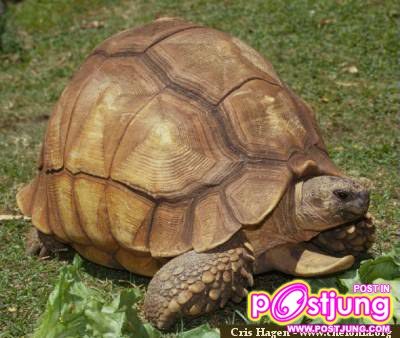 เต่า Yniphora เรียกชื่อไทยไม่ถูก