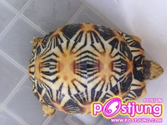 เต่าเรียวพาด