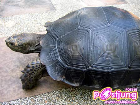 เต่าหกดำ