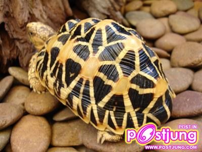 เต่าดาวพม่า