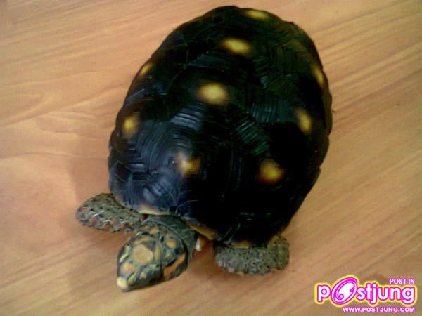 เต่าเรดฟุต