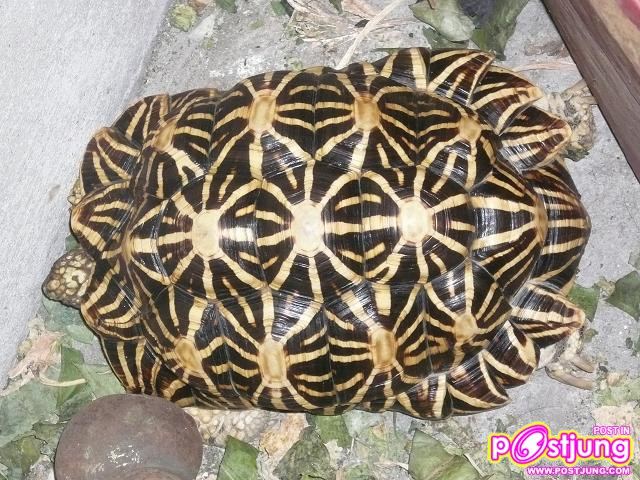 เต่าเรเดียร์ต้า