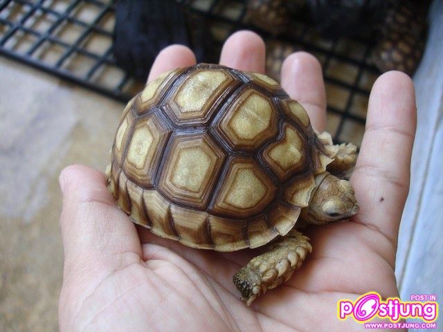 เต่าซูคาต้า