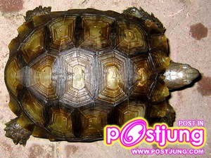 เต่าหกเหลือง