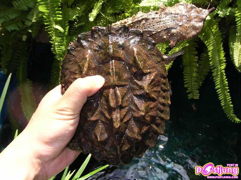 เต่า มาตามาต้า