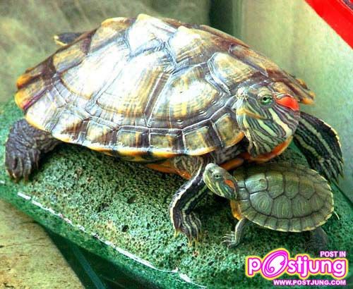 เต่าญี่ปุ่น