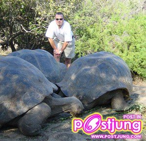 เต่ากาลาปากอส