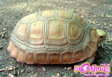 เต่าเหลือง