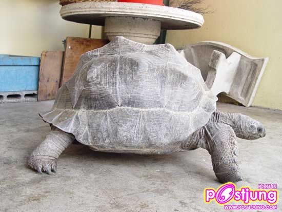 เต่าอัลดราบา